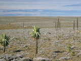 Giant Lobelias on Sanetti Plateau, High in Bale Mountains, Southern Highlands, Ethiopia, Africa