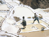 Inca Salt Pans Below Salt Spring, Salineras De Maras, Sacred Valley, Cuzco Region (Urabamba), Peru