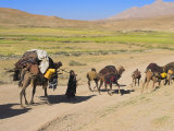 Kuchie Nomad Camel Train, Between Chakhcharan and Jam, Afghanistan