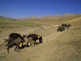Kuchie Camel Train, Between Chakhcharan and Djam, Afghanistan