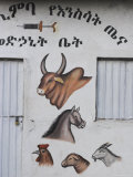 Veterinary Practice, Lower Omo Valley, Jinka, Ethiopia, Africa