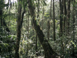 Lowland Dipterocarp Forest, Kota Kinabalu National Park, Sabah, Malaysia, Island of Borneo