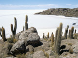 Cacti on Isla De Los Pescadores, and Salt Flats, Salar De Uyuni, Southwest Highlands, Bolivia