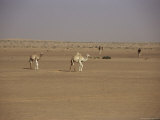 Camels in Desert Between Nouadhibou and Nouakchott, Mauritania, Africa