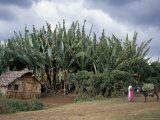 Typical House, Southern Ethiopia, Ethiopia, Africa