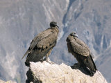 Two Condors at Cruz Del Condor, Colca Canyon, Peru, South America