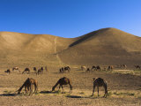 Camels, Between Herat and Maimana (After Bala Murghah), Afghanistan