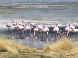 Flamingoes in Small Salt Lake Near Laguna Colorado, Southwest Highlands, Bolivia, South America