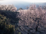 Almond Blossom in Spring, Costa Blanca, Valencia Region, Spain