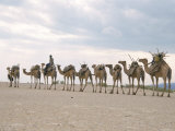 Camel Train Led by Afar Nomad in Very Hot and Dry Desert, Danakil Depression, Ethiopia, Africa