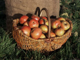 Basket of Cider Apples, Pays d'Auge, Normandie (Normandy), France