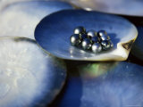 Black Pearls, Cook Islands, South Pacific