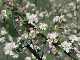 Apple Trees in Blossom, Normandy, France