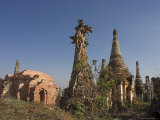Tree Roots Causing Damage to the Ancient Stupas