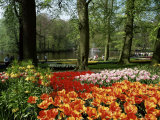 Tulips, Keukenhof Gardens, Lisse, Holland