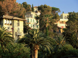Buy Hillside Mansions Amongst Palms, Santa Margherita Ligure, Portofino Peninsula, Liguria, Italy at AllPosters.com