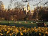 Daffodils in St. James's Park, with Big Ben Behind, London, England, United Kingdom
