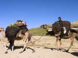 Children Sitting on Top of Camels, Between Chakhcharan and Jam, Afghanistan