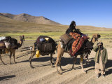 Kuchie Nomad Camel Train, Between Chakhcharan and Jam, Afghanistan