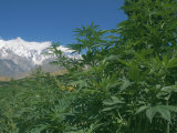 Marijuana Bushes, Near Hopar Glacier, Hunza, Pakistan