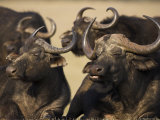 Cape Buffalo, Syncerus Caffer, Addo Elephant National Park, South Africa, Africa