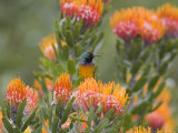Orange-Breasted Sunbird, Anthobaphes Violacea, Kirstenbosch Botanical Garden, Cape Town