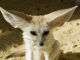 Fennec (Desert Fox)