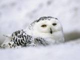 Captive Snowy Owl (Nictea Scandiaca)