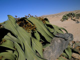 Welwitschia (Welwitschia Mirabilis), Namib Desert, Namibia, Africa