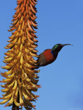 Greater Doublecollared Sunbird (Nectarinia Afra), Greater Addo National Park, South Africa, Africa