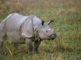 Indian One-Horned Rhino (Rhinoceros Unicornis), Kaziranga National Park, Assam State, India