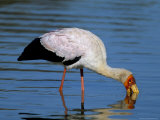 Yellow-Billed Stork (Mycteria Ibis), Kruger National Park, South Africa, Africa