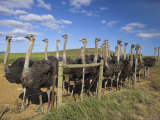 Ostriches, Struthio Camelus, on Ostrich Farm, Western Cape, South Africa, Africa