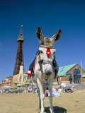Seaside Donkey on Beach with Blackpool Tower Behind, Blackpool, Lancashire, England