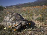Leopard Tortoise, Geochelone Pardalis, in Namaqua National Park, Northern Cape, South Africa