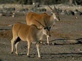 Buy Eland (Taurotragus Oryx), Etosha National Park, Namibia, Africa at AllPosters.com