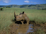 White Rhino (Rhinoceros Simum) Cooling Off, Itala Game Reserve, South Africa, Africa