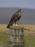 Bzzard (Buteo Buteo) on Fence Post, Captive, Cumbria, England, United Kingdom