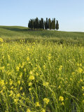 Countryside in Val d'Orcia, Siena, Tuscany, Italy