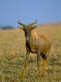 Buy Tsessebe (Damaliscus Lunatus), Itala Game Reserve, Kwazulu Natal, South Africa, Africa at AllPosters.com
