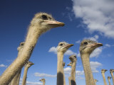 Ostriches, Struthio Camelus, on Ostrich Farm, Western Cape, South Africa, Africa