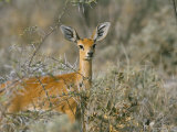 Buy Female Steenbok (Raphicerus Campestris), Etosha National Park, Namibia, Africa at AllPosters.com