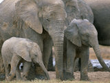 African Elephant (Loxodonta Africana), Greater Addo National Park, South Africa, Africa