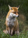 Red Fox, Vulpes Vulpes, Captive, United Kingdom