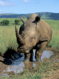 White Rhino (Ceratotherium Simum) Cooling Off, Itala Game Reserve, South Africa, Africa