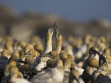 Cape Gannets, Morus Capensis, Courtship Display in Gannet Colony at Bird Island, Western Cape