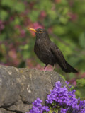 Female Blackbird (Turdus Merula), on Garden Wall in Early Summer, United Kingdom
