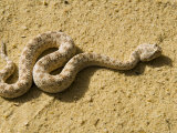 Horned Viper