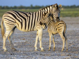 Burchell's Zebra (Equus Burchelli) with Foal, Etosha National Park, Namibia