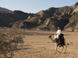 Bedouin Man Riding Camel, Sinai, Egypt, North Africa, Africa